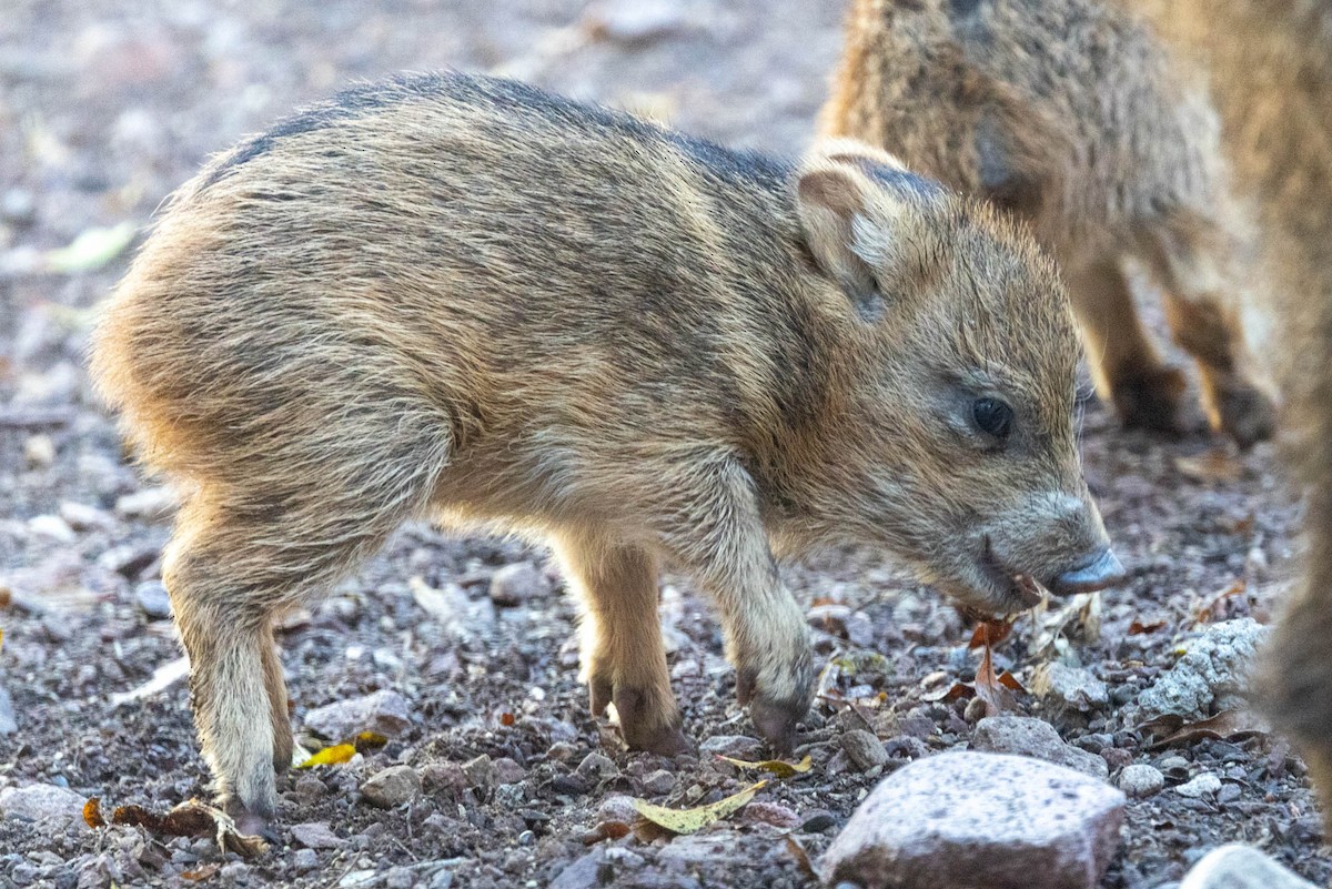 Sonoran Collared Peccary - ML646655261