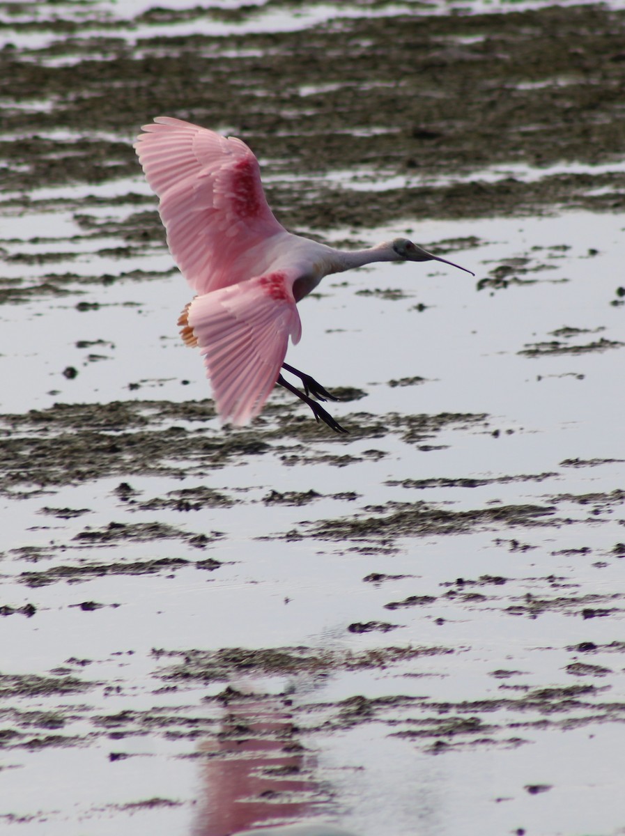 Roseate Spoonbill - ML646655262