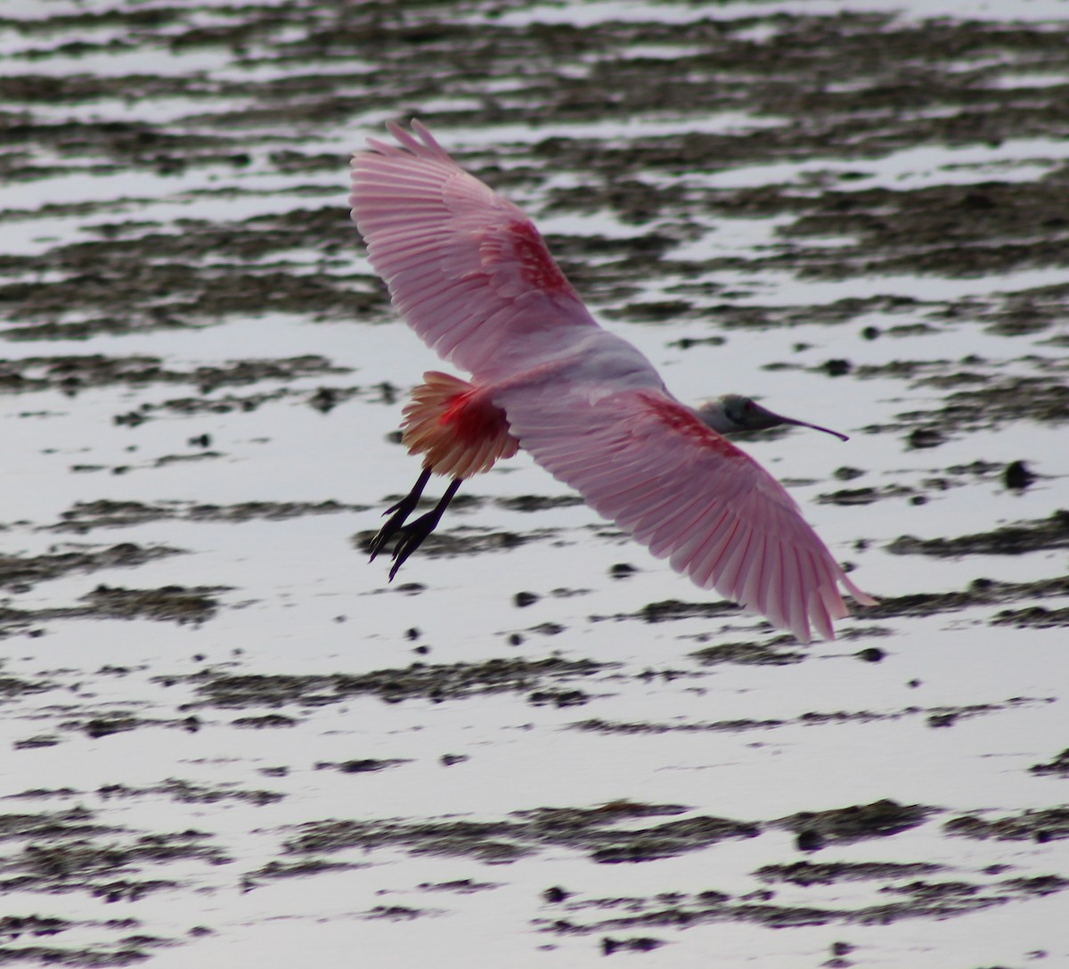 Roseate Spoonbill - ML646655263