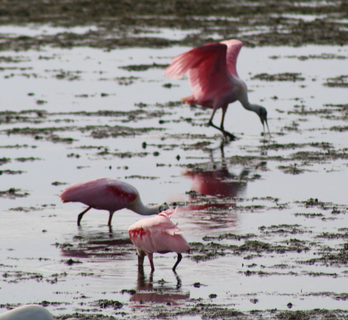 Roseate Spoonbill - ML646655264