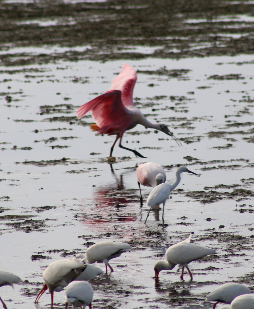 Roseate Spoonbill - ML646655265
