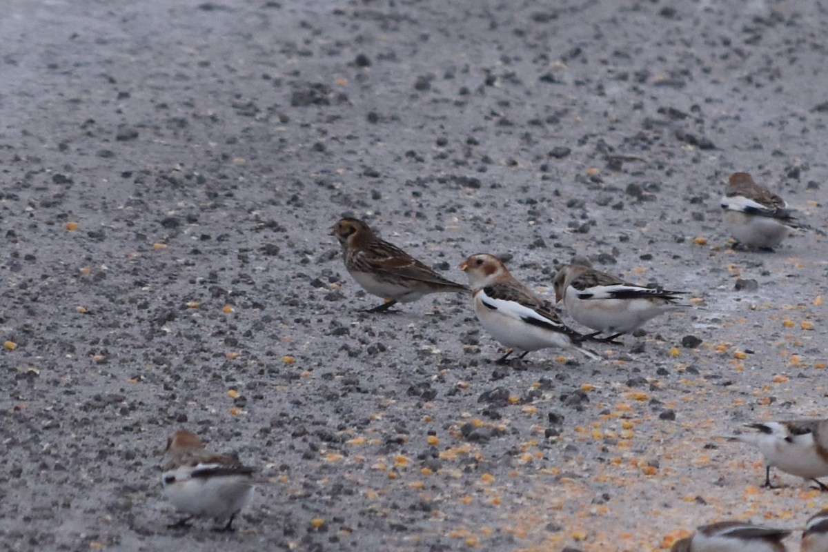 Lapland Longspur - ML646655267