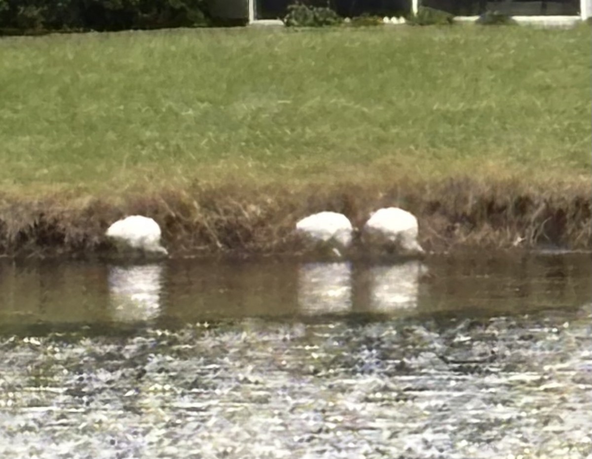Wood Stork - ML646655268