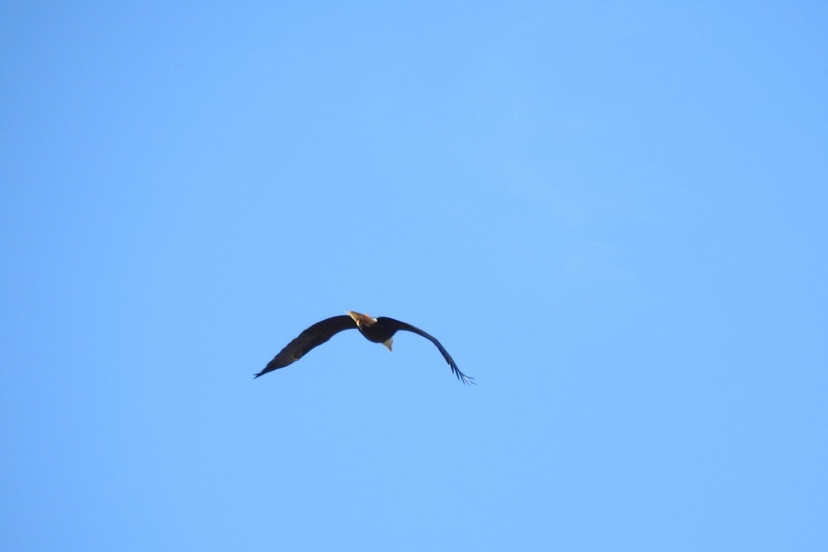 Bald Eagle - ML646655273