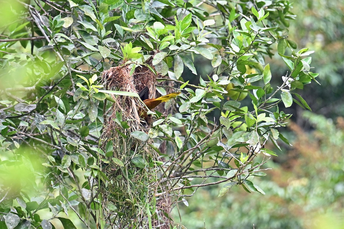 Cassique roussâtre - ML646655274