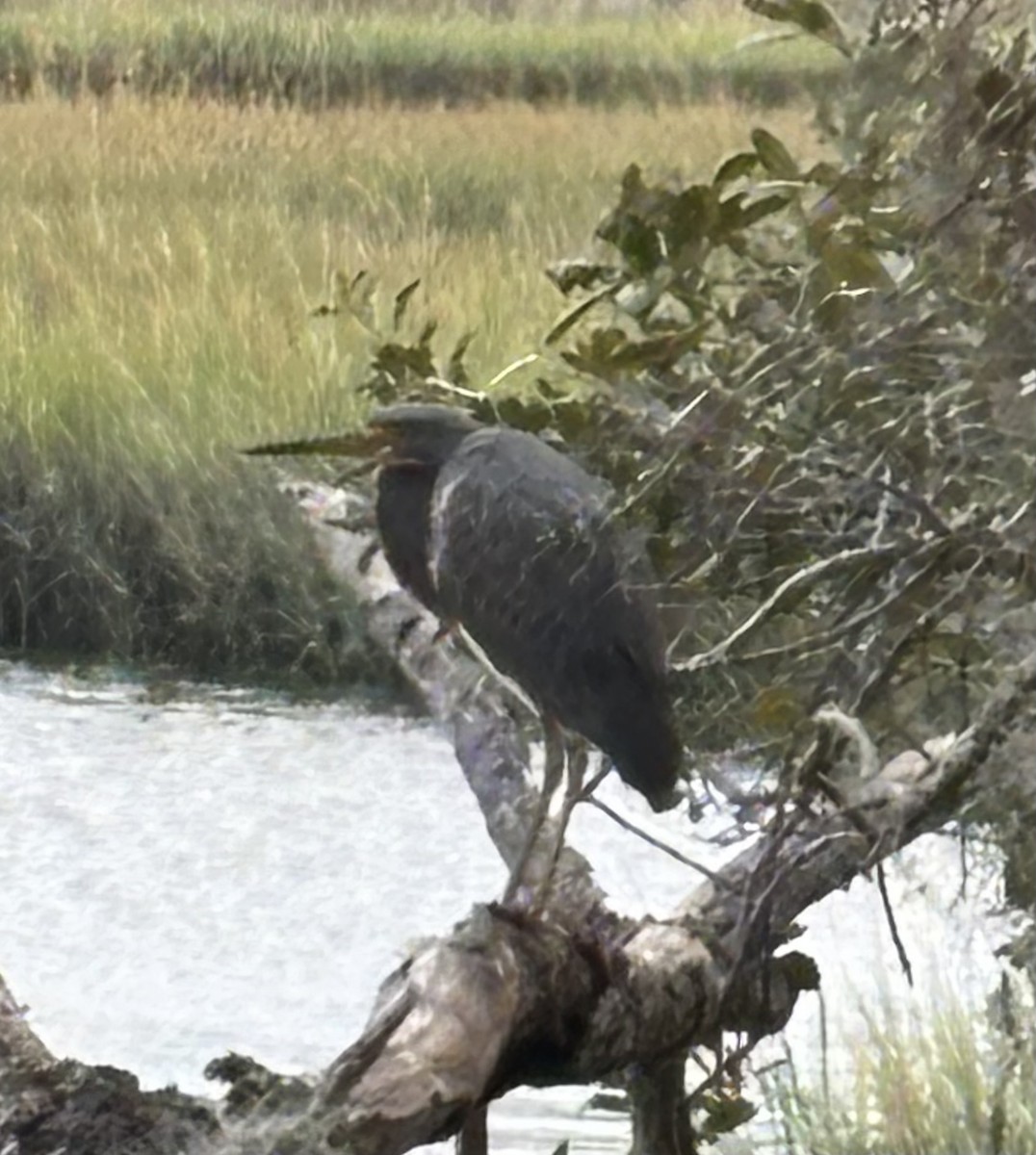 Tricolored Heron - ML646655276