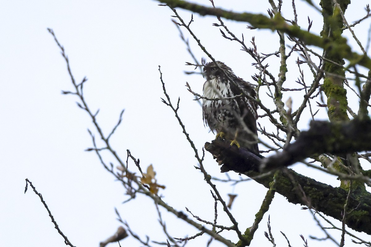 Red-tailed Hawk - ML646655277