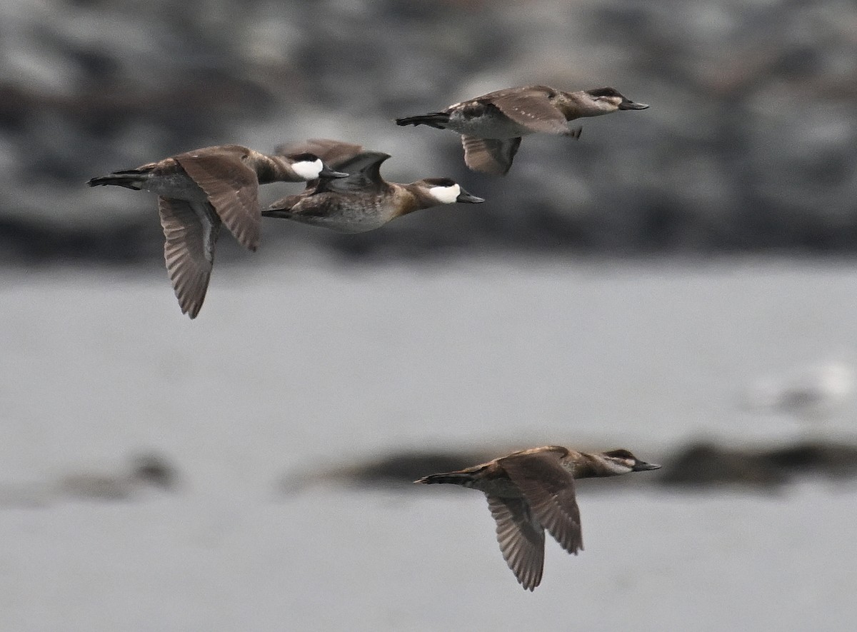 Савка американська - ML646655278