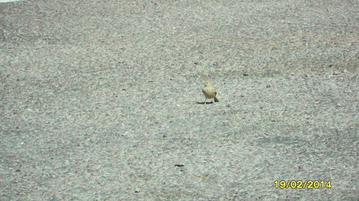 Terrera Sahariana - ML646655279