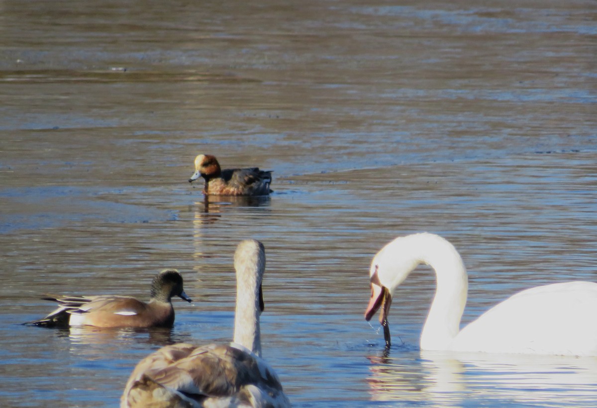 Eurasian Wigeon - ML646655282