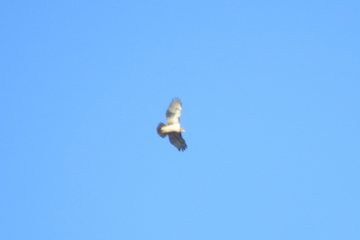 Red-tailed Hawk - ML646655286