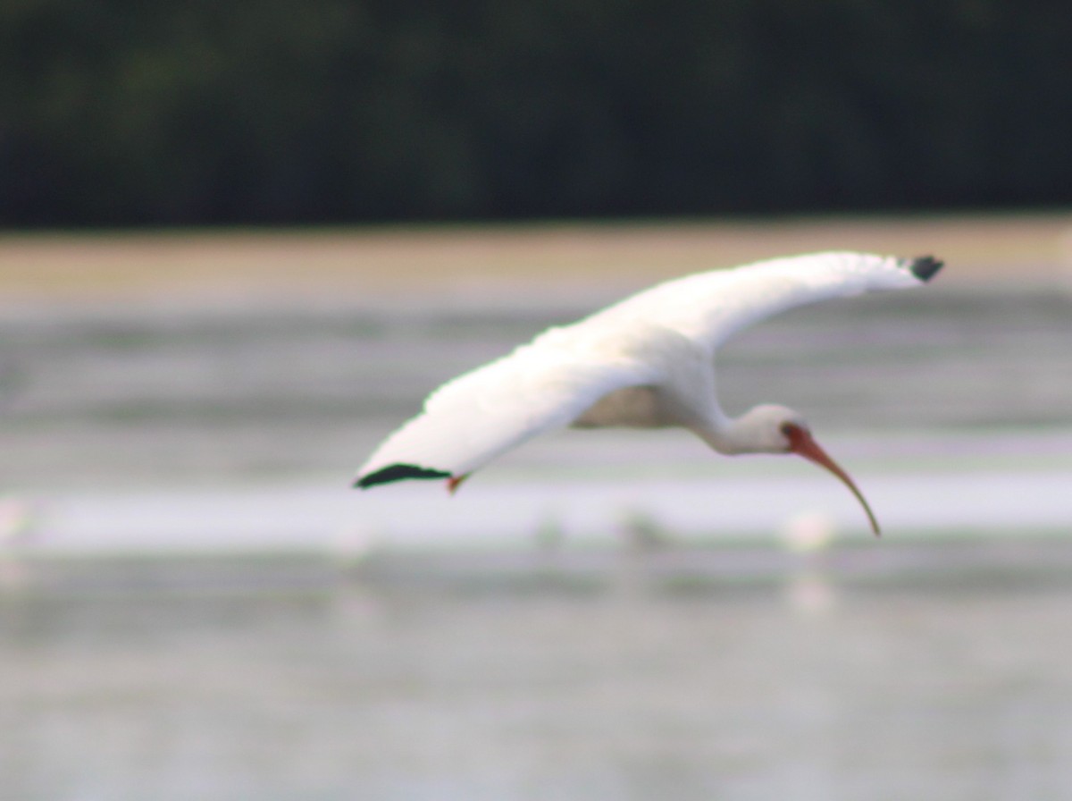 White Ibis - ML646655289