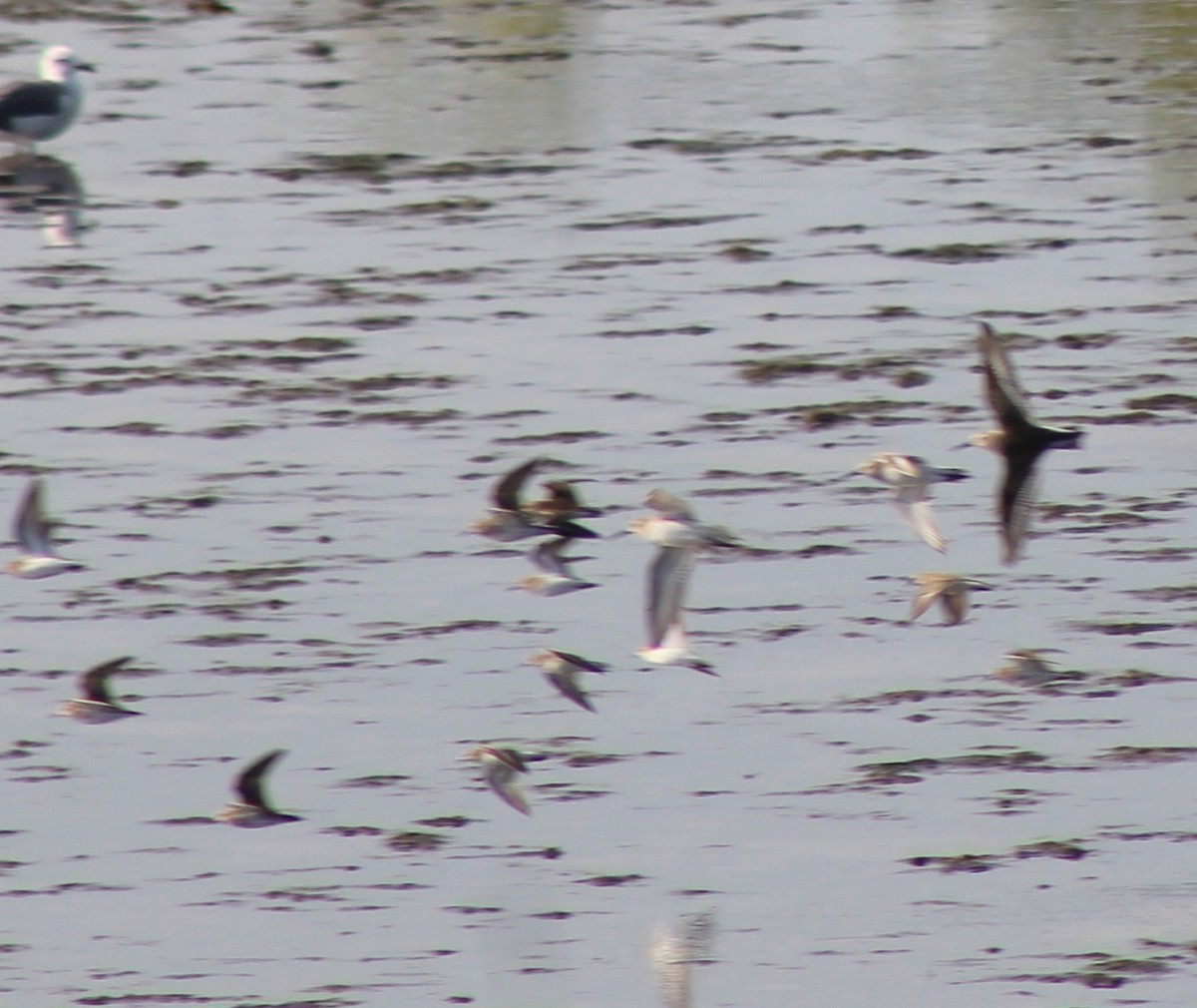 White Ibis - ML646655290