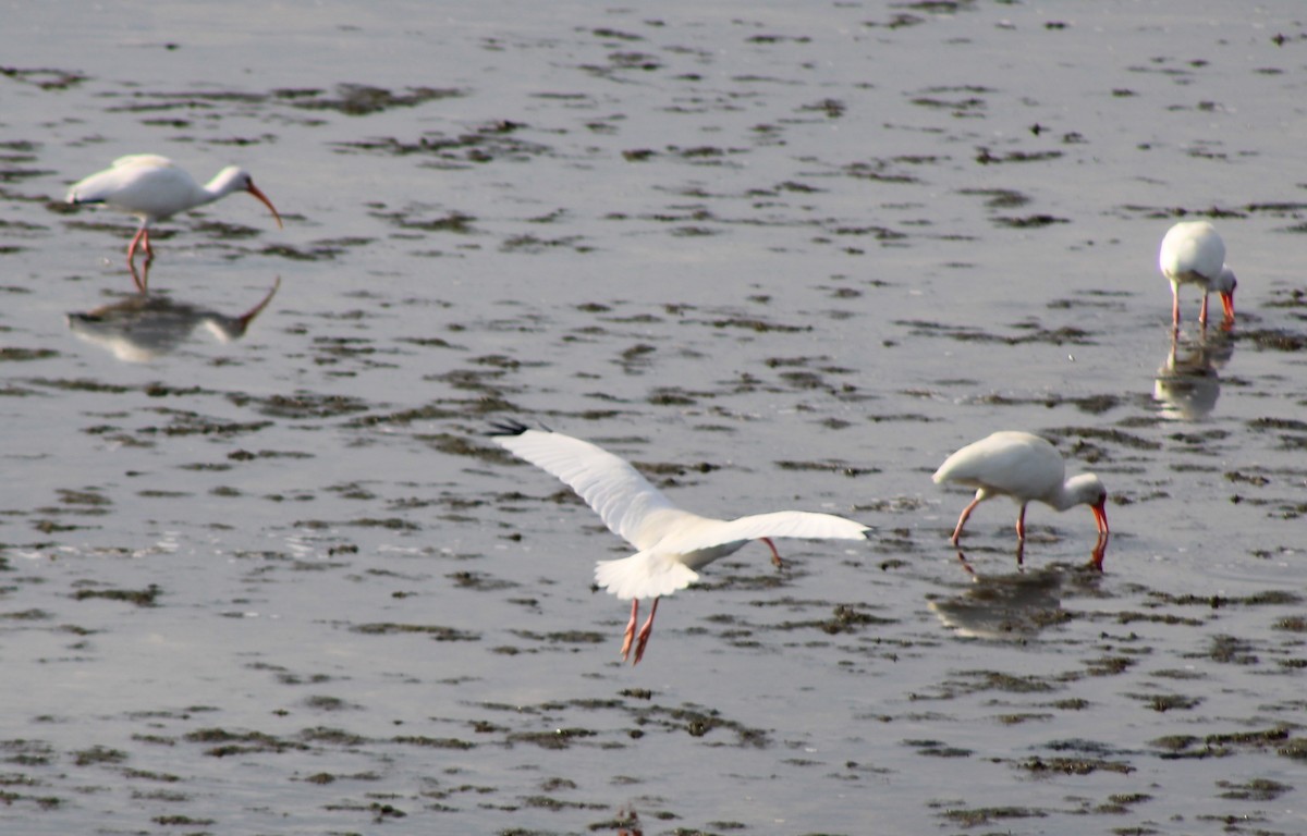 White Ibis - ML646655291