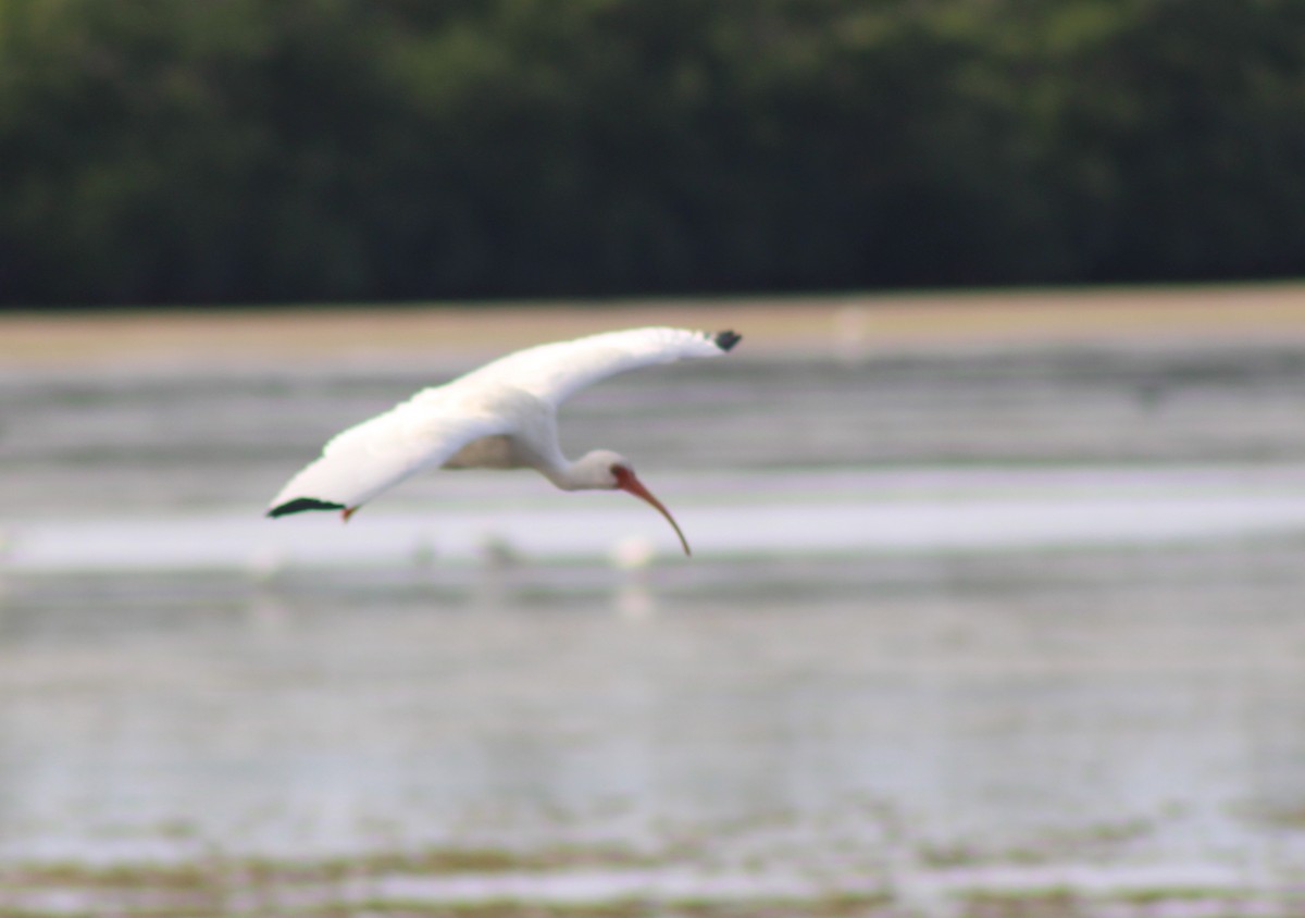 White Ibis - ML646655292