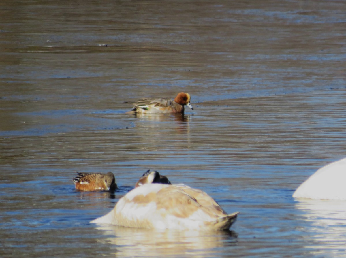 Eurasian Wigeon - ML646655293