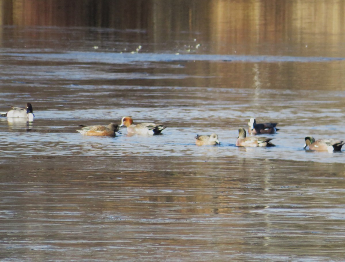 Eurasian Wigeon - ML646655297
