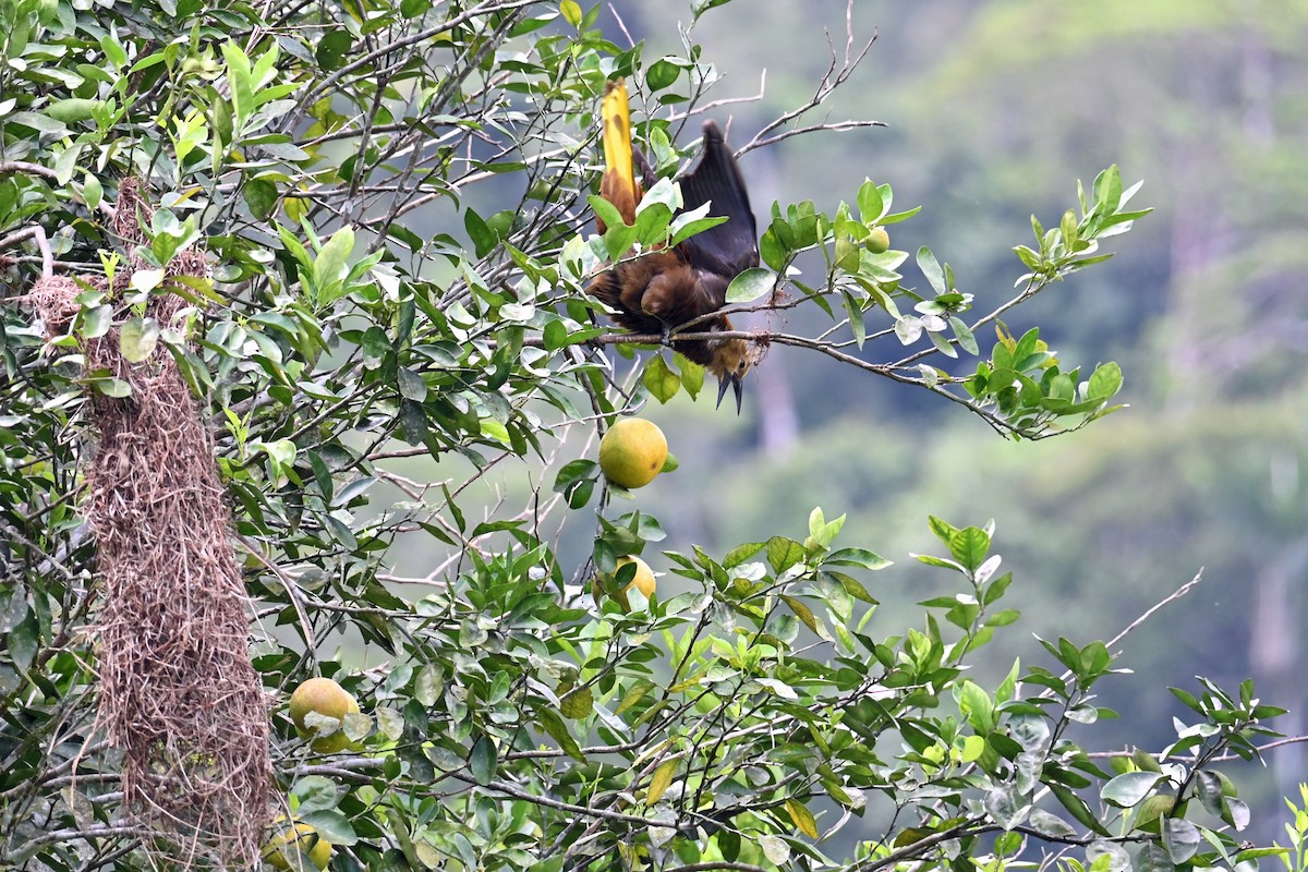 Cassique roussâtre - ML646655298