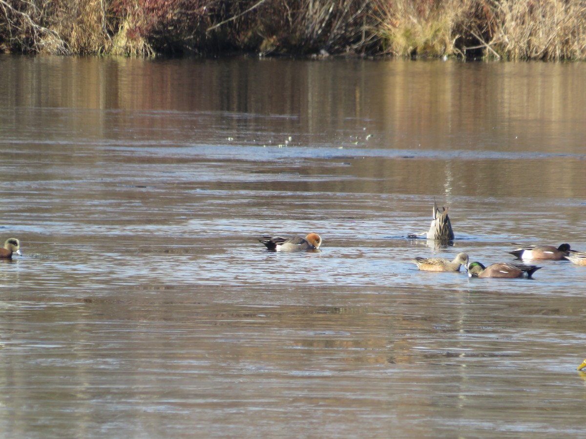 Eurasian Wigeon - ML646655300