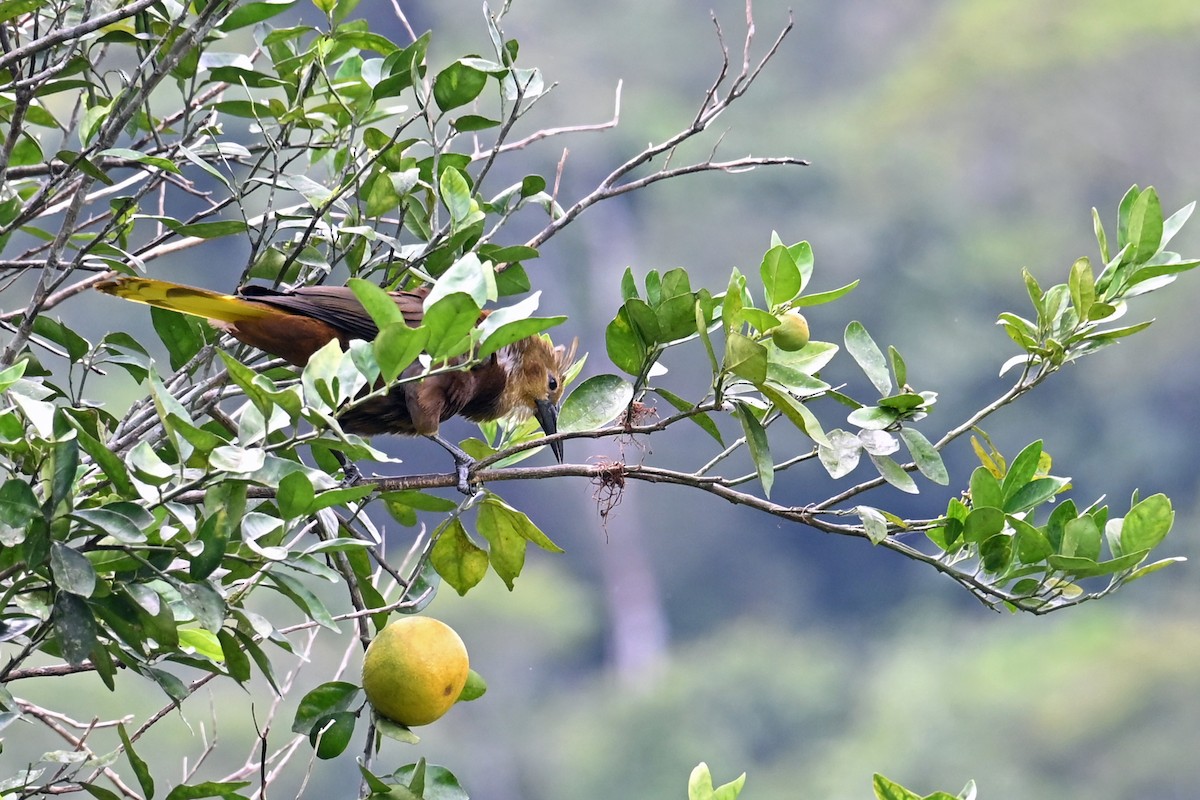 Cassique roussâtre - ML646655303