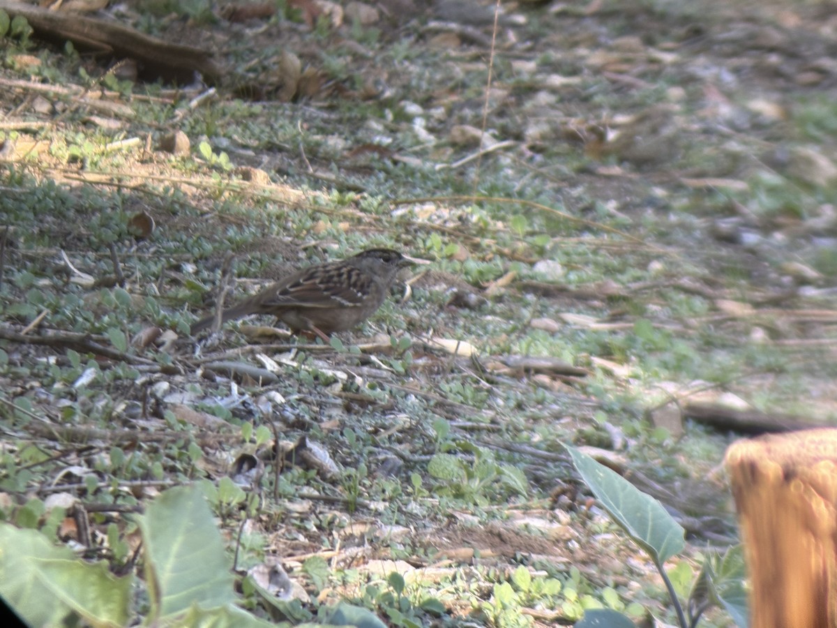 Golden-crowned Sparrow - ML646655304