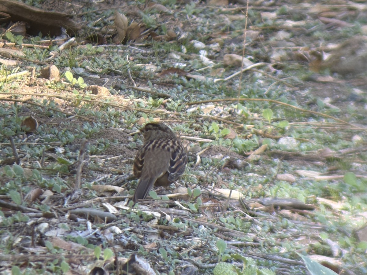 Golden-crowned Sparrow - ML646655305
