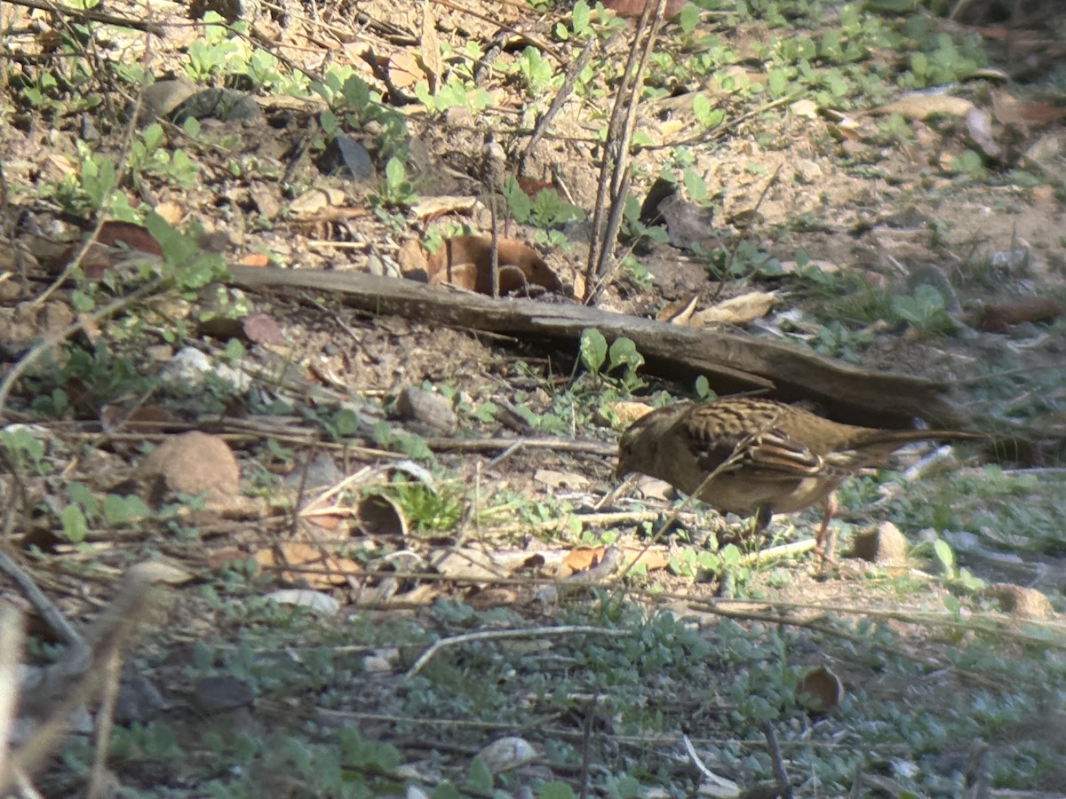 Golden-crowned Sparrow - ML646655306