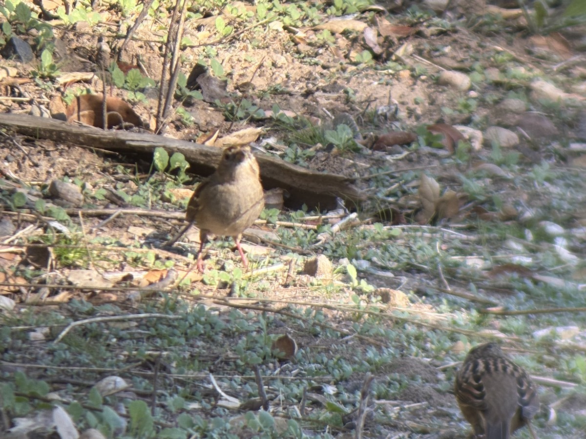 Golden-crowned Sparrow - ML646655307