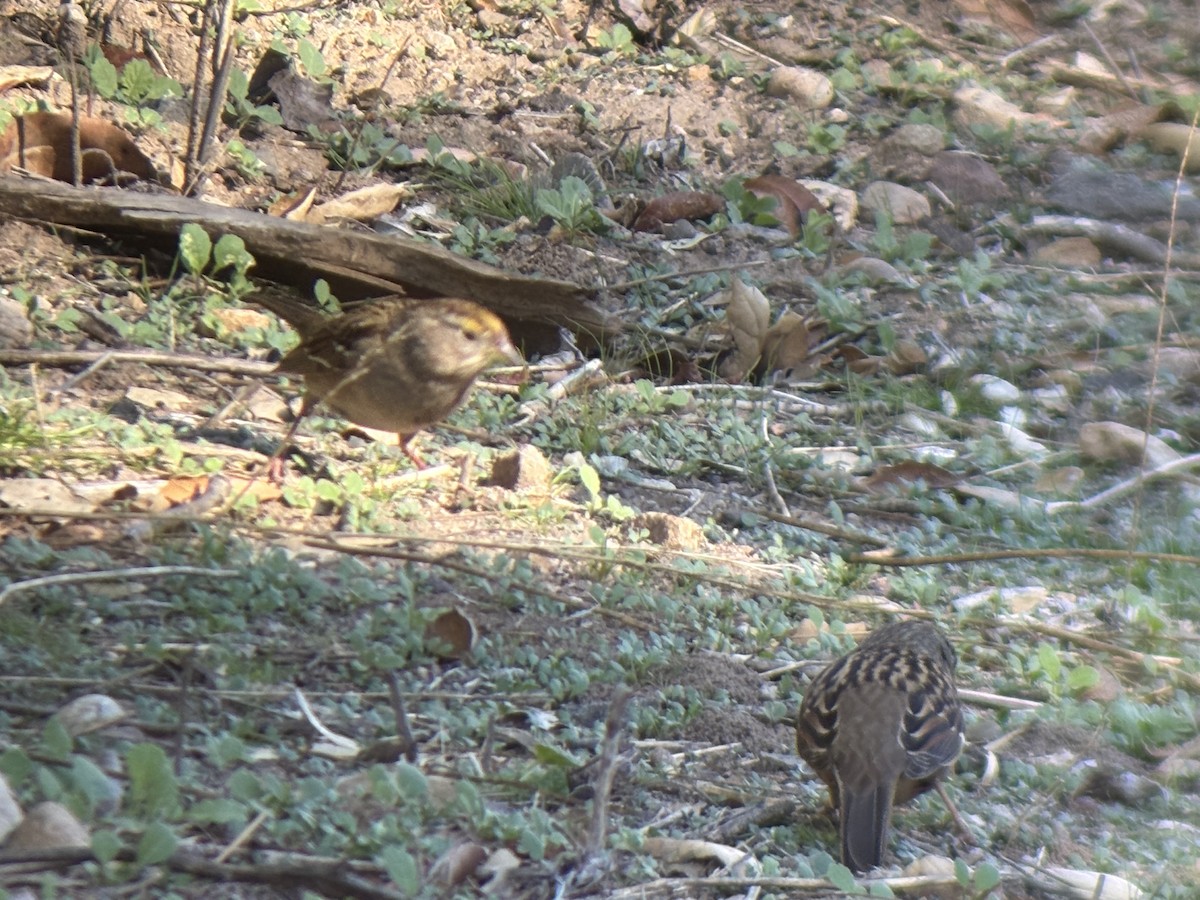 Golden-crowned Sparrow - ML646655308