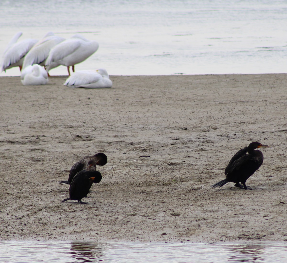 Double-crested Cormorant - ML646655310