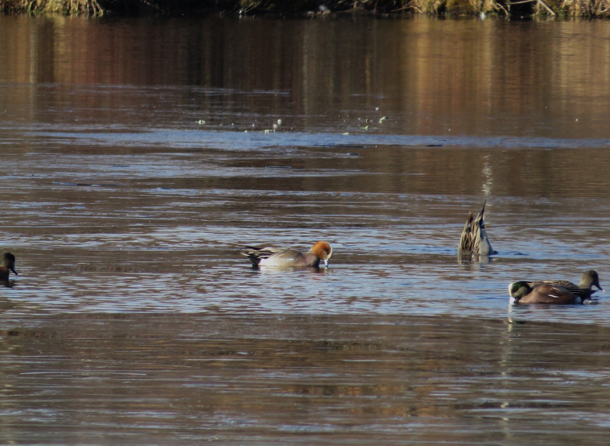 Eurasian Wigeon - ML646655312