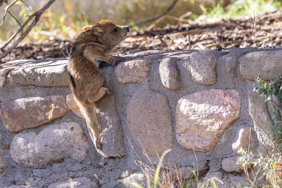 Sonoran Collared Peccary - ML646655315