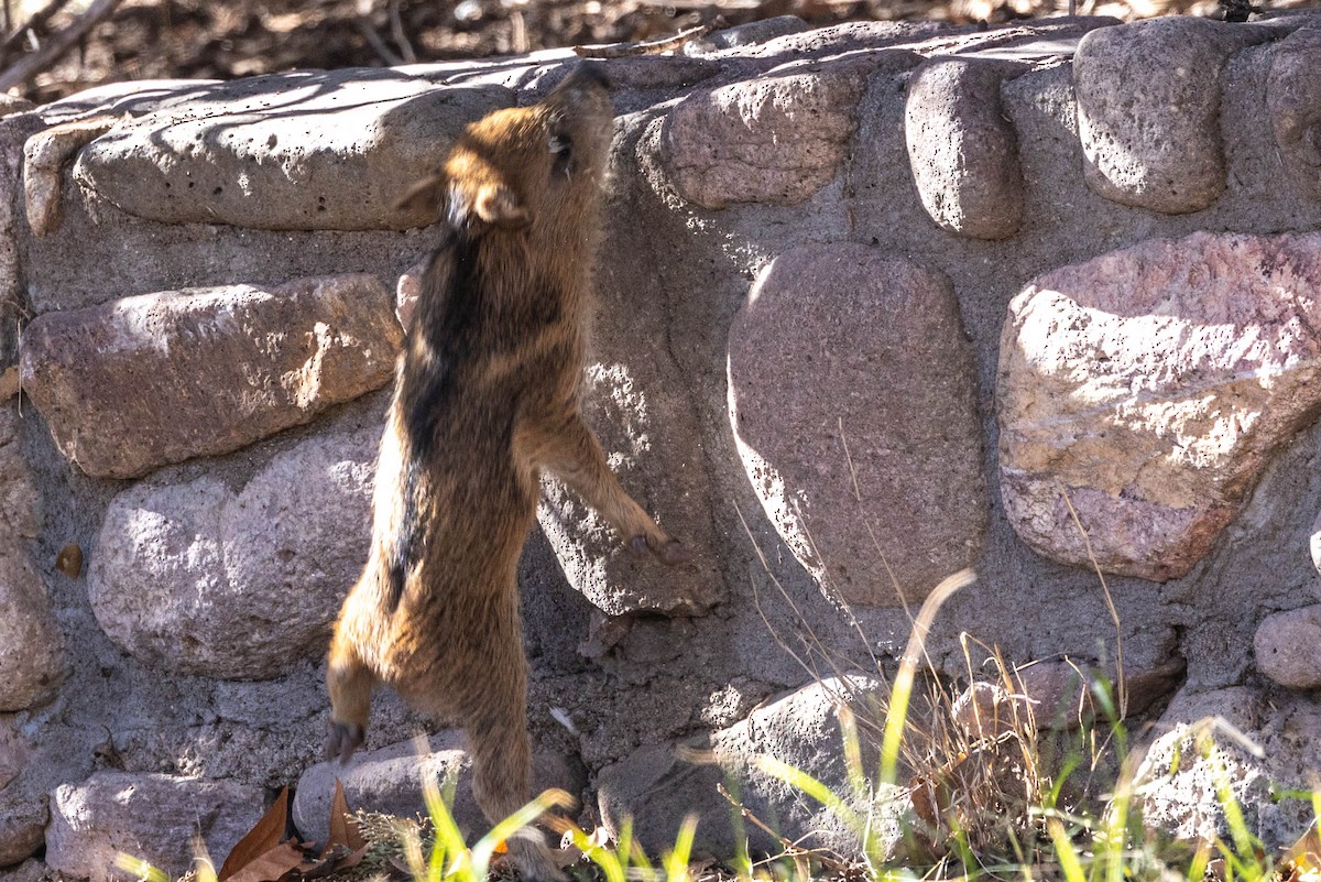 Sonoran Collared Peccary - ML646655317