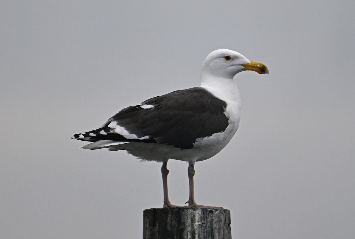 Great Black-backed Gull - ML646655319