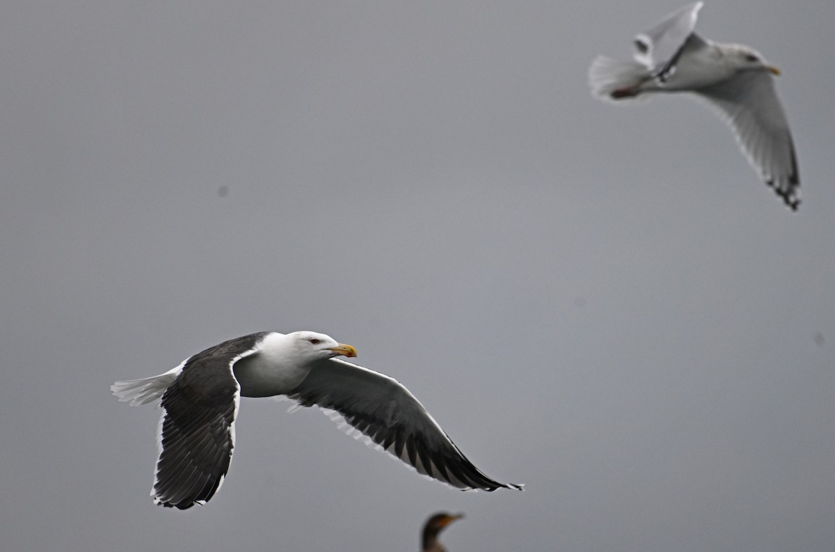 Great Black-backed Gull - ML646655320