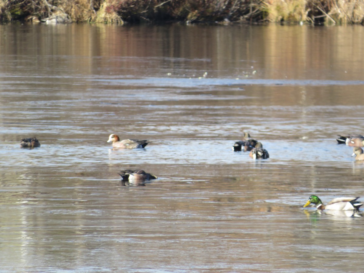 Eurasian Wigeon - ML646655321
