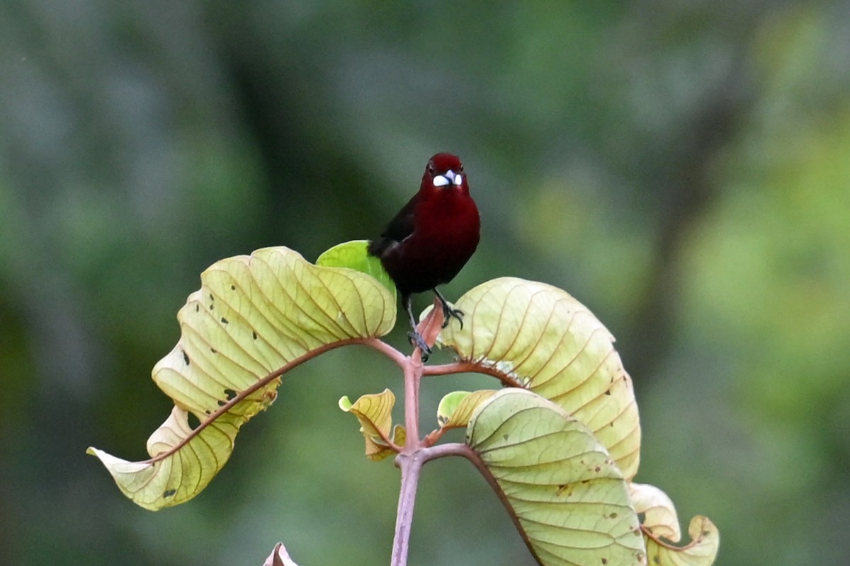 Tangara à bec d'argent - ML646655323