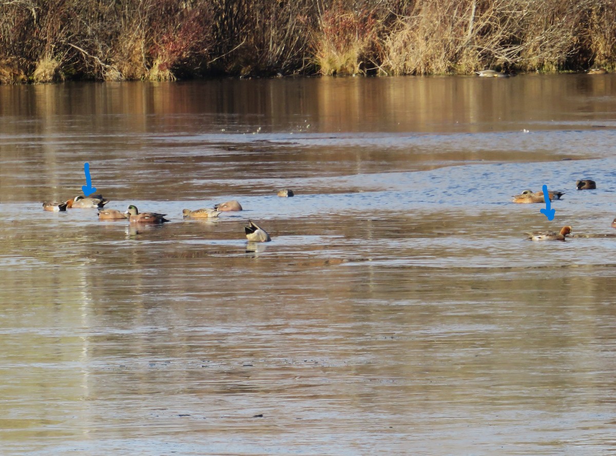 Eurasian Wigeon - ML646655325