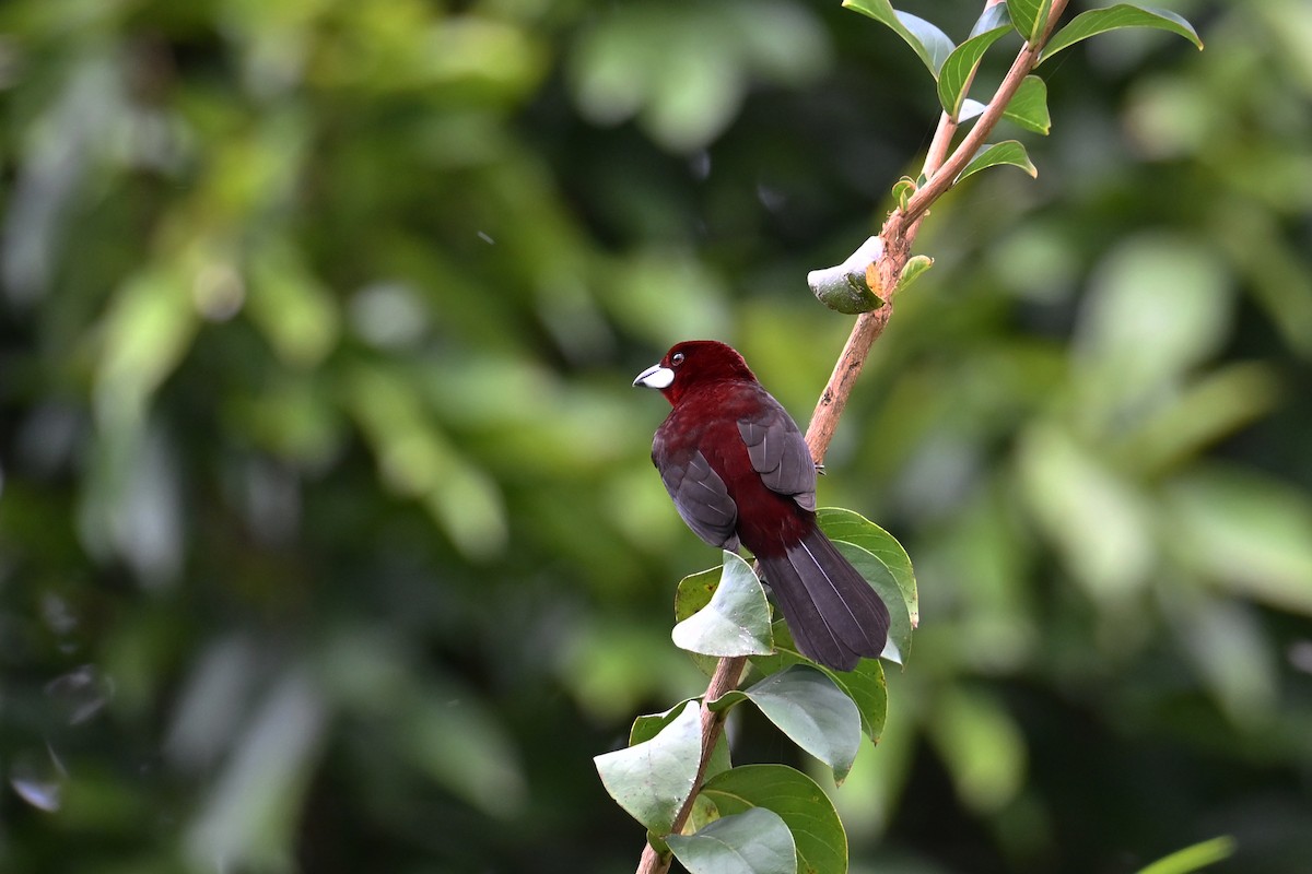 Tangara à bec d'argent - ML646655328