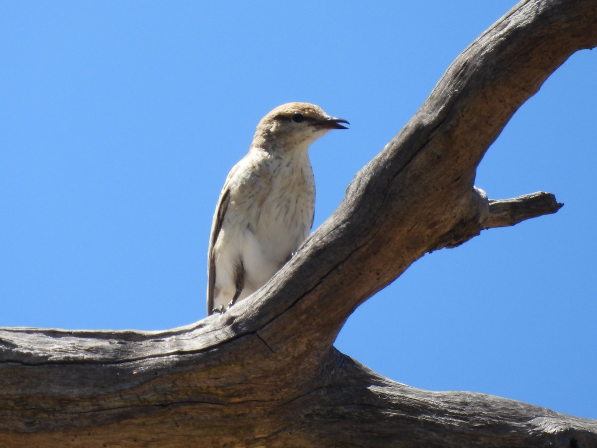 White-winged Triller - ML646655329
