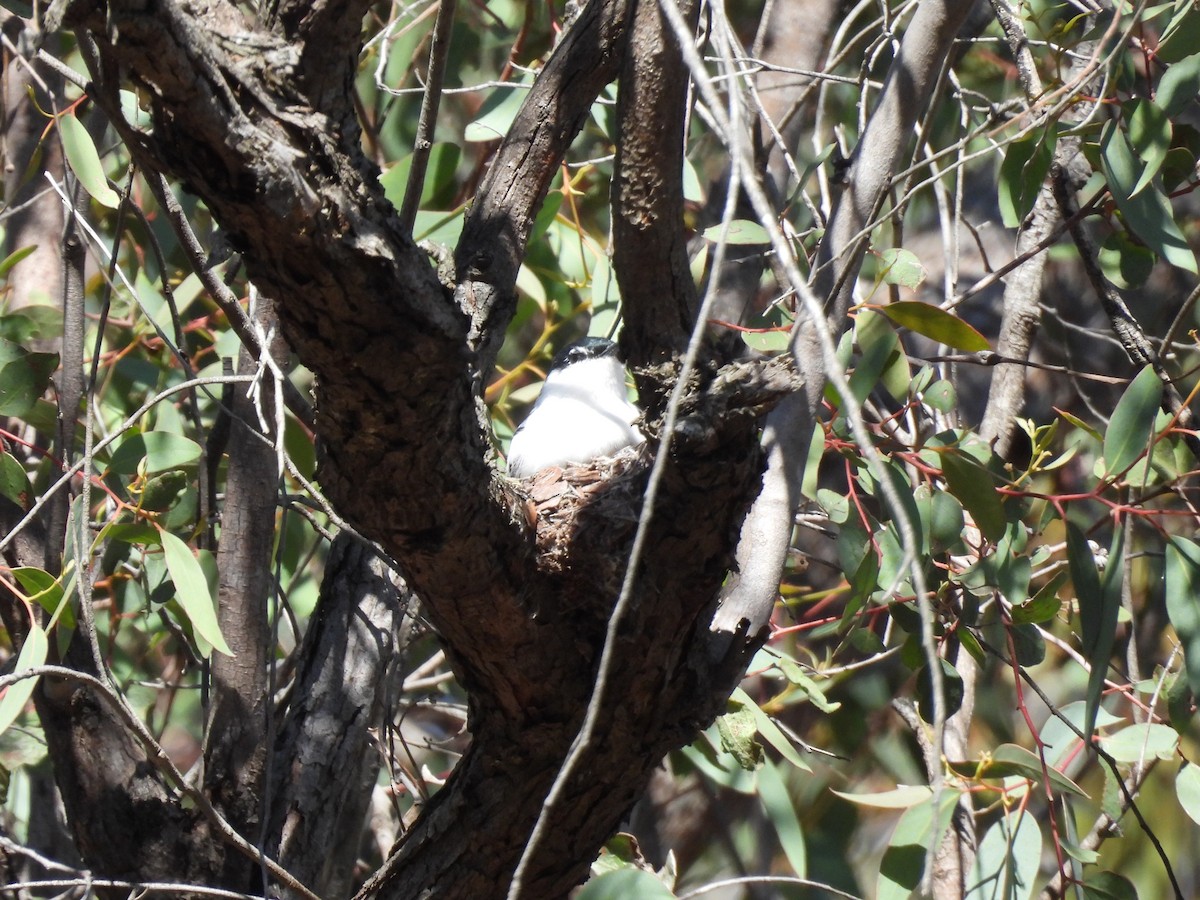 White-winged Triller - ML646655330