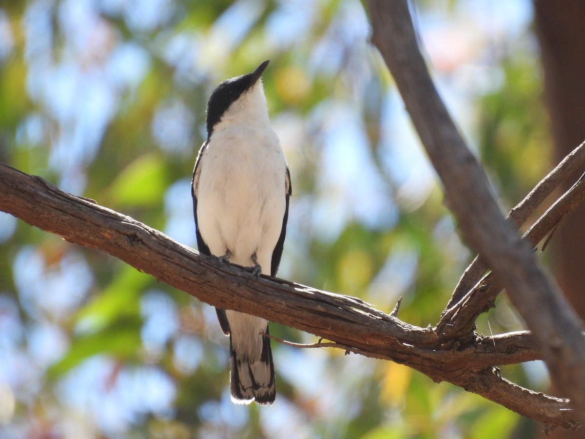 White-winged Triller - ML646655331