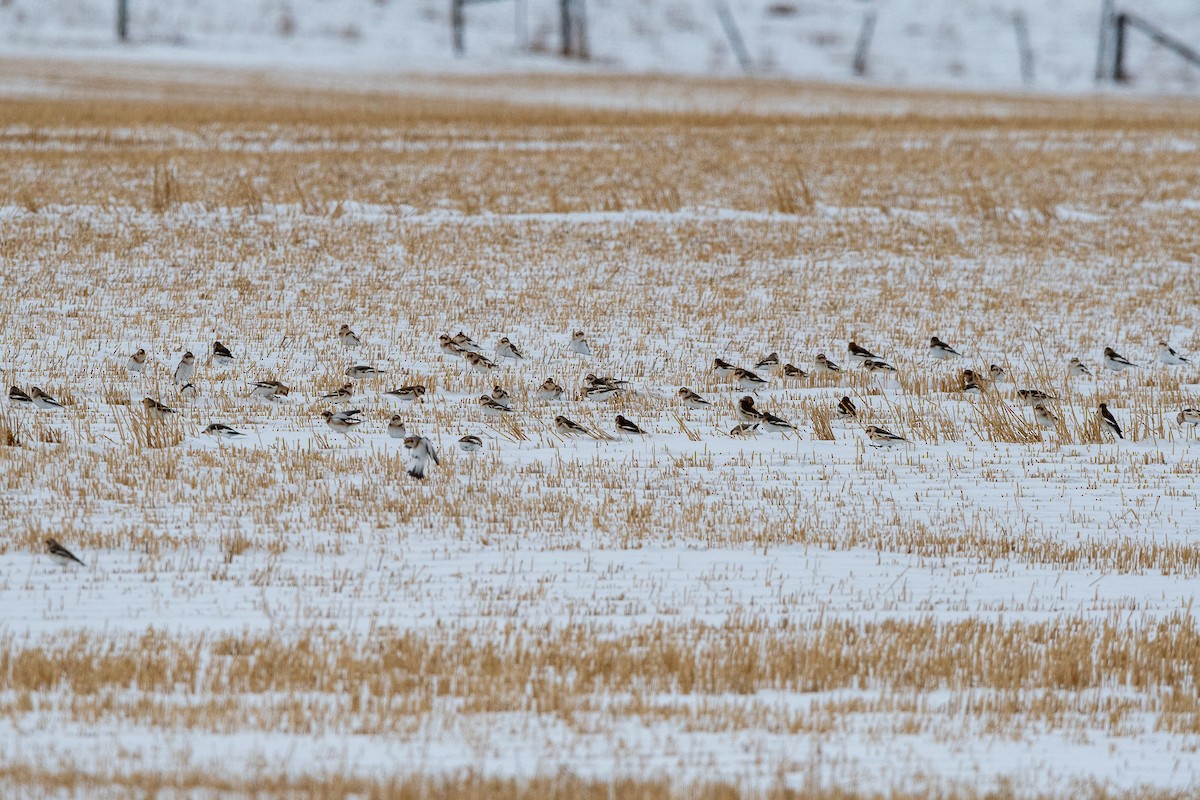 Snow Bunting - ML646655333