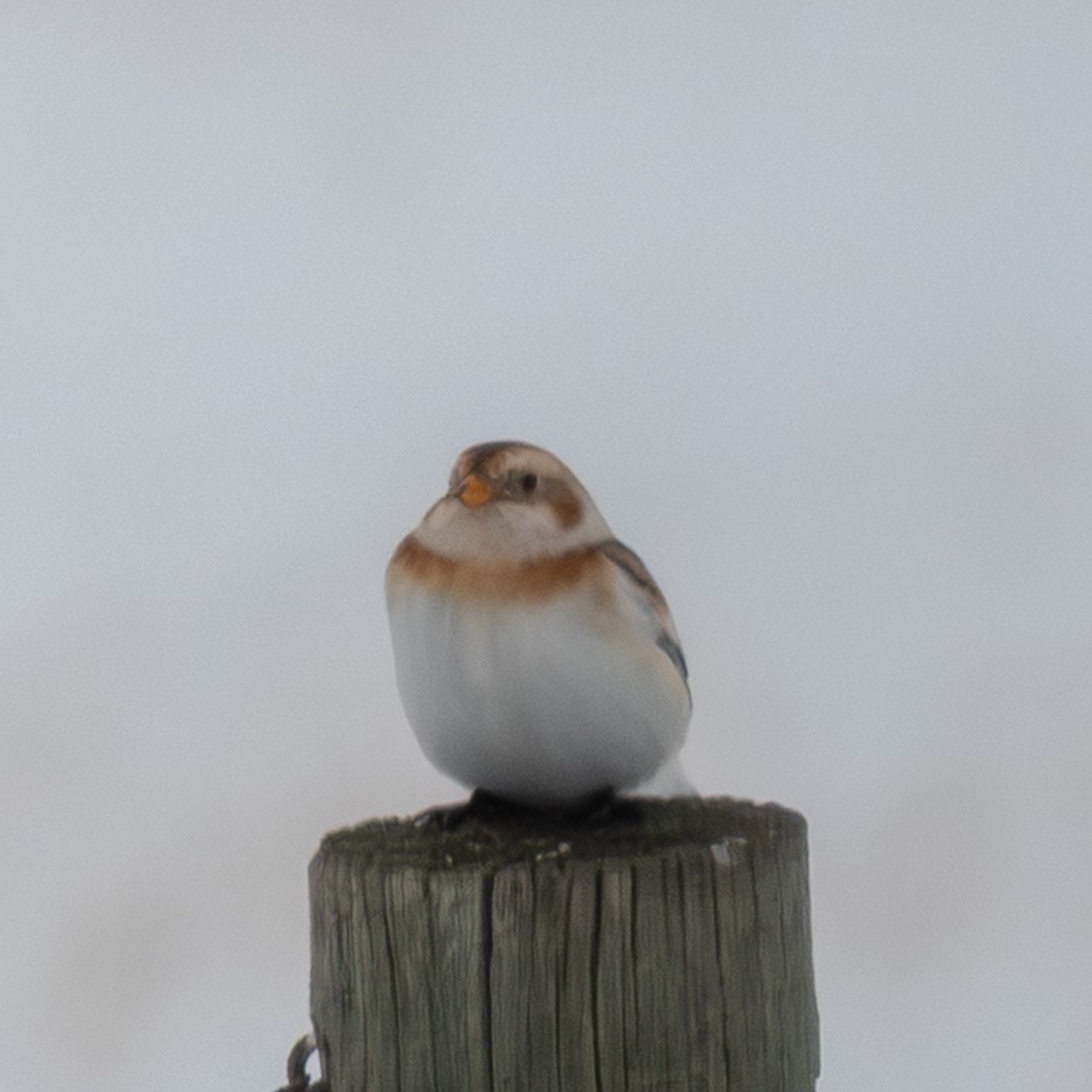 Snow Bunting - ML646655334