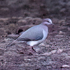 Caribbean Dove - ML646655336