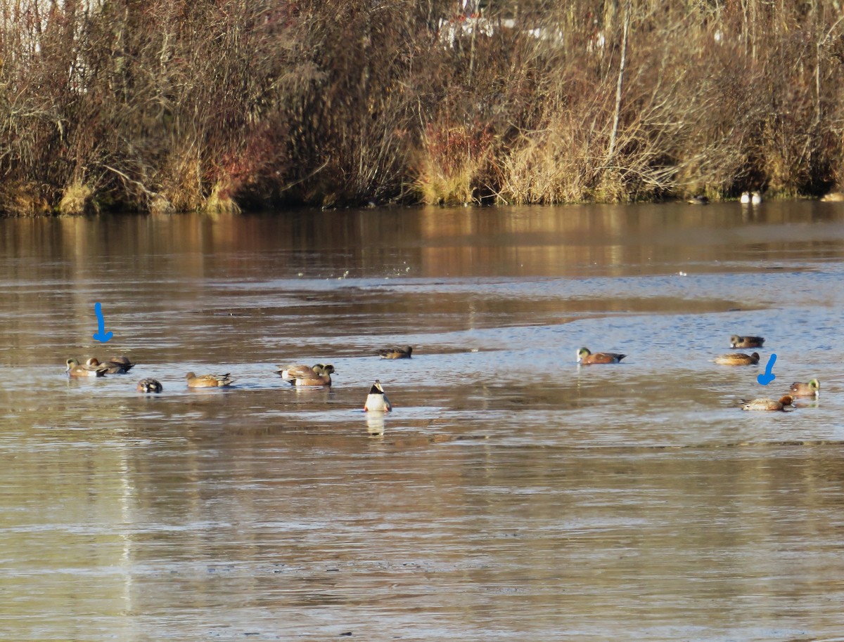 Eurasian Wigeon - ML646655337