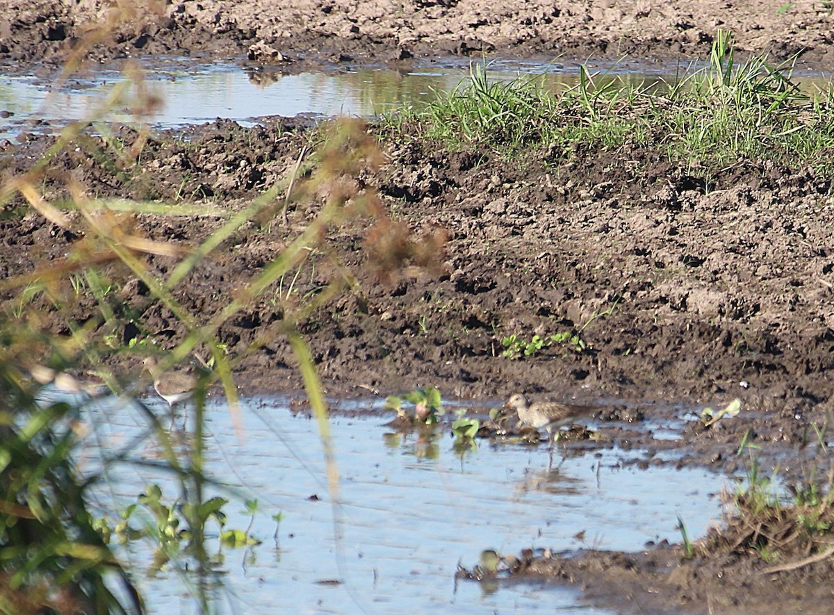 חופית כהת-חזה - ML646655339