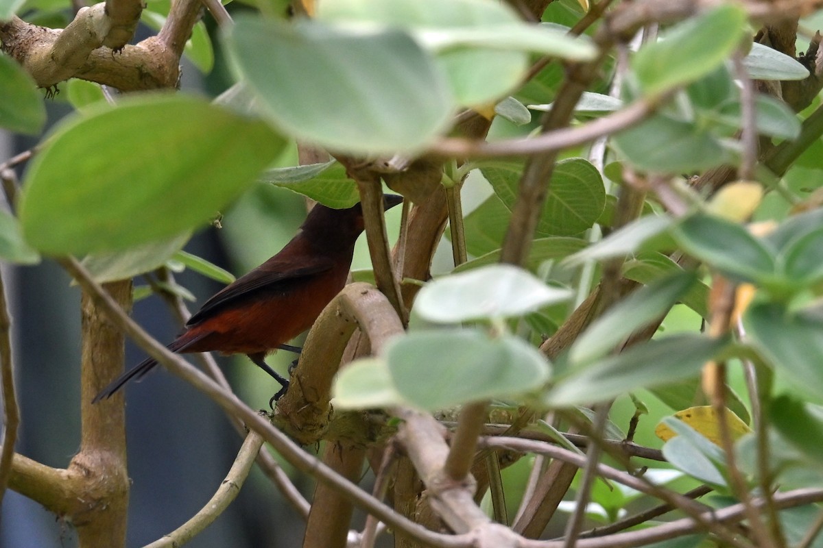 Tangara à bec d'argent - ML646655340