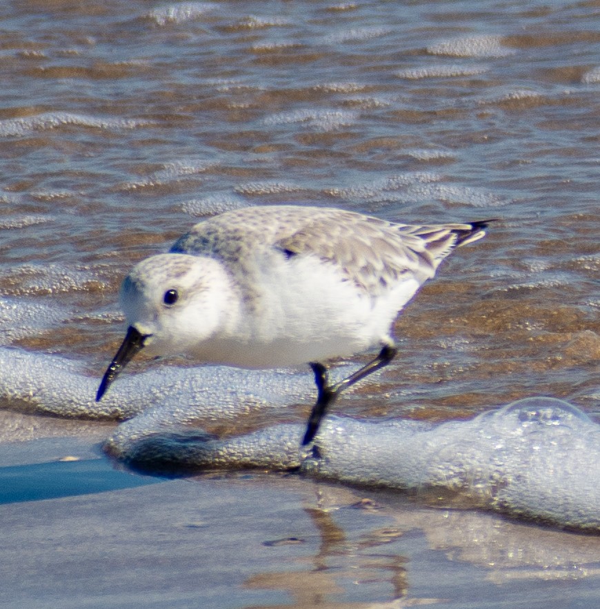 Ak Kumkuşu - ML646655341