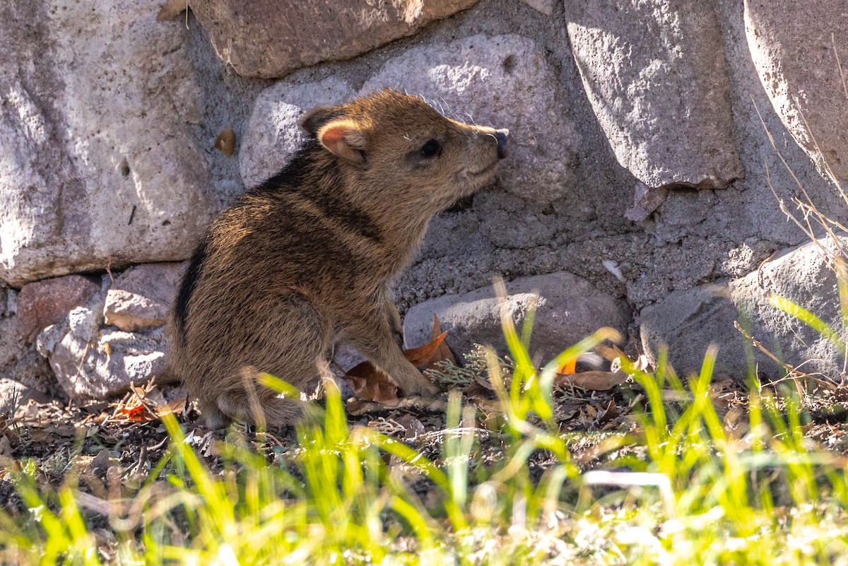 Sonoran Collared Peccary - ML646655344